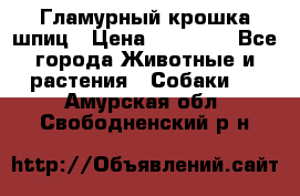 Гламурный крошка шпиц › Цена ­ 30 000 - Все города Животные и растения » Собаки   . Амурская обл.,Свободненский р-н